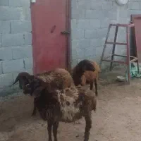 3بره غزل افشار دوتا نر یکی ماده|حیوانات مزرعه|شاندرمن, |دیوار