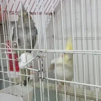 یک جفت عروس هلندی