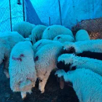 بره شیر مس درجه1