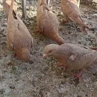 کبوتر زرد|پرنده|قزوین, |دیوار