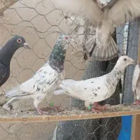 کبوترپلاکی و کوهی نامور