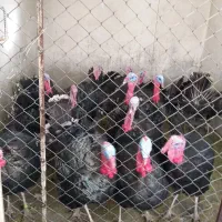 بوقلمون محلی نر