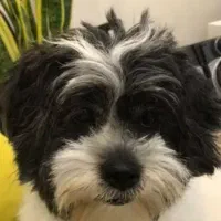 سگ شیتزوی گمشده