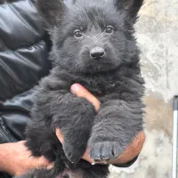 واگذاری توله شرمن بلک و دورنگ|سگ|کرج, فاز ۲ مهرشهر|دیوار