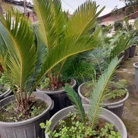 سیکاس|گل و گیاه طبیعی|تهران, آشتیانی|دیوار