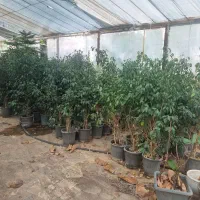 گلهای آپارتمانی