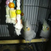 جوجه عروس هلندی