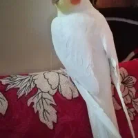 عروس هلندی نر سخنگو|پرنده|تهران, نعمتآباد|دیوار