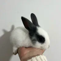 خرگوش کوچولو|موش و خرگوش|علیآباد کتول, |دیوار