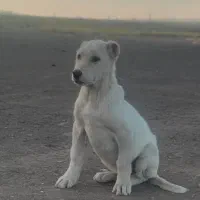 توله سگ خراسانی ،افغان