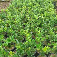 یاس هلندی|گل و گیاه طبیعی|رحیمآباد, |دیوار