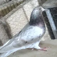 کفتر سرور معاوضه با جوجه زاجر