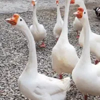 قاز و قوقاز لیندا ((اصیل ))