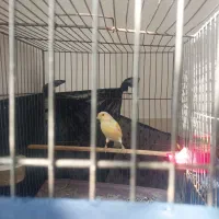 قناری مست هزارسهره