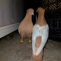 سینه زرد پرتغالی درجه یک