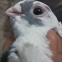 کفتر|پرنده|شیراز, لب آب|دیوار