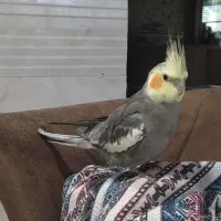 عروس هلندی گمشده|حیوانات|همدان, |دیوار