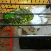 مرغ عشق|پرنده|اصفهان, فجر|دیوار