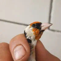 سهره گلبسر|پرنده|شیراز, مسلم|دیوار