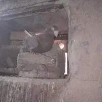 پلاکی|پرنده|دهدشت, |دیوار