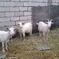 بز سانن ماده|حیوانات مزرعه|جلفا, |دیوار