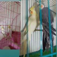 دوجفت هلندی