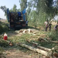 خریدار چوب،درخت|خدمات باغبانی و درختکاری|دزفول, |دیوار