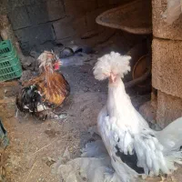 مرغ خروس سلطان|حیوانات مزرعه|مسجد سلیمان, |دیوار