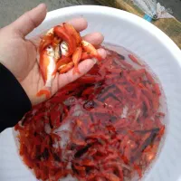 ماهی قرمز طعمه ماهیگیری