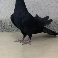 دمگیر غلاغ ماده