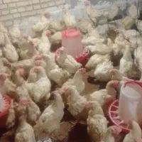 مرغ تخم گذار دونه ۱۱۰