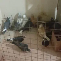 ۱۴ عدد نر سوراخ بپر