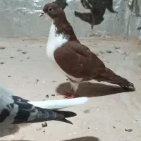 سده کلاغدم سرخ.دم سفید|پرنده|سبزوار, رضوان|دیوار