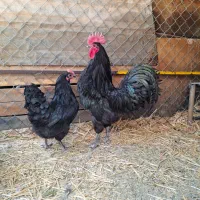 خروس استرالوپ