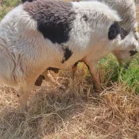 قوچ|حیوانات مزرعه|باغ بهادران, |دیوار