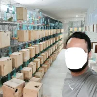 کوتوله اوپلاین لوتینو جوجه جفت مولد گرینچیک راهب