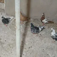 کبوتر ماده