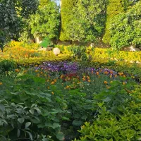 گل کاری.درختکاری.اصلاح درخت.محوطه سازی