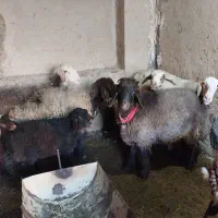 ۵ راس میش .۲راس قوچ .|حیوانات مزرعه|مبارکه, |دیوار