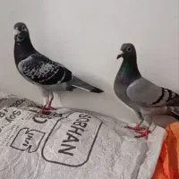 کفتر المانی