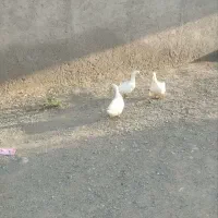 اردک نر سفید برف جوان