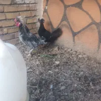 مرغ و خروس لهستانی