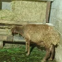 گوسفند افشار آبستن