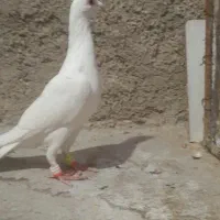 کبوترسفیدماده|پرنده|آشخانه, |دیوار