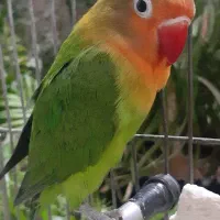 طوطی برزیلی کوتوله سالم