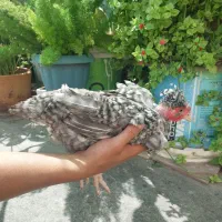 فروش جوجه خروس محلی و گردن لختی
