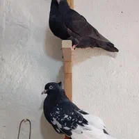 ۷سینه سیاه از سه پره تا سربند اومده +سینه تافته ای|پرنده|مرودشت, ابوذر شمالی‎|دیوار
