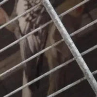 6عدد عروس ماده بالغ 2تا ایزابل آهویی یکی 2سینامون|پرنده|هشتگرد, هشتگرد قدیم|دیوار