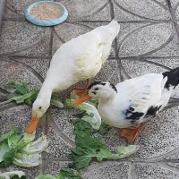 دو عدد اردک ۶ ماهه