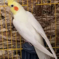 مرغ عروس|پرنده|کاشان, ترک آباد|دیوار